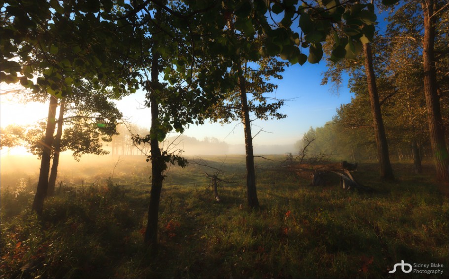 Elk Island Bison Loop Foggy Sunrise
