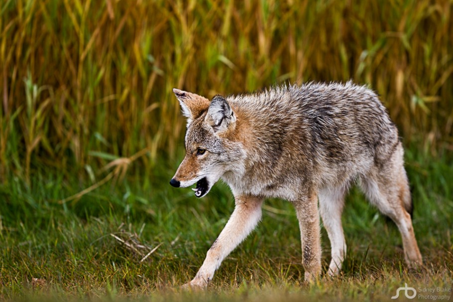 coyote, canis latrans, Alberta wildlife, conservation, wild dog, opportunist, carnivore, canine, Elk Island National Park, Parc national du Canada Elk Island