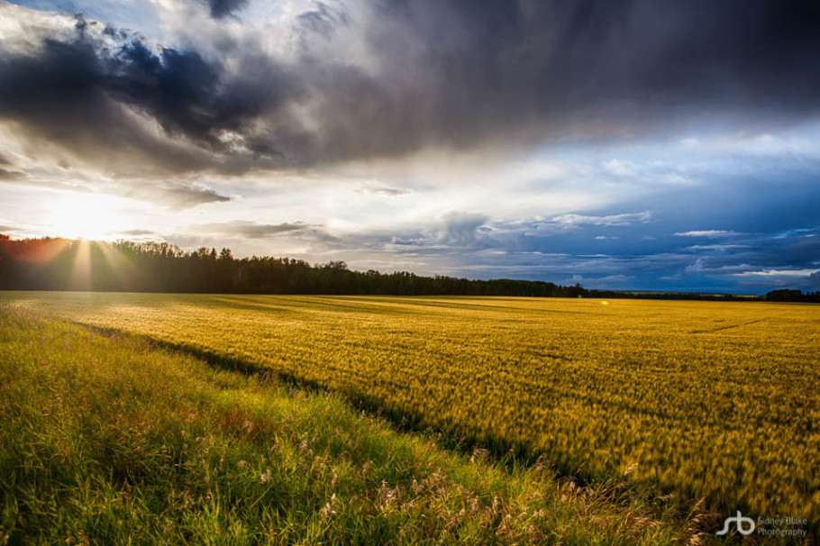 Chasing Crops »» Alberta Agriculture Photography